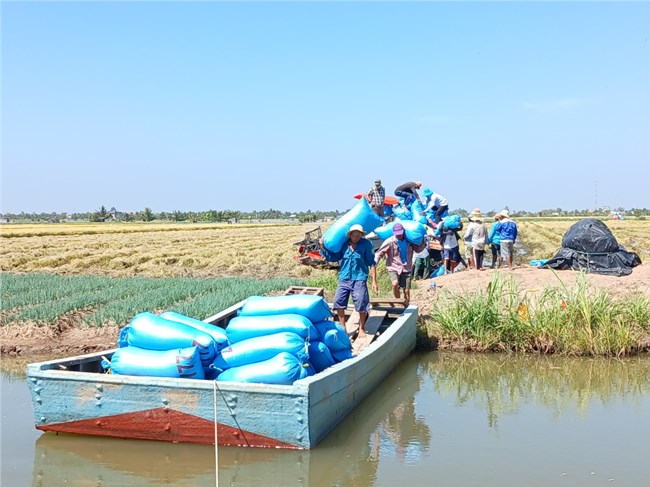 Thoát hạn mặn, nông dân Tiền Giang thu hoạch lúa Đông Xuân trúng giá (20/02/2024)